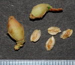 Thuja Occidentalis